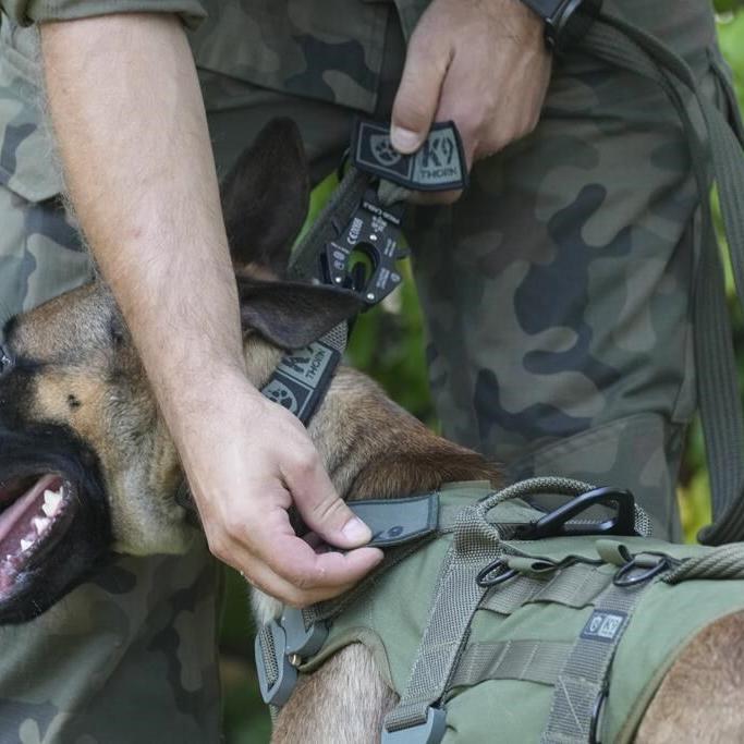 Poland thanks military dogs for their service by giving them army ranks